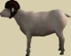 Sheep03.gif